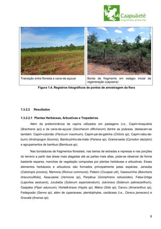 Transição entre floresta e cana-de-açúcar          Borda de fragmento em estágio inicial de
                                                   regeneração (capoeira)
               Figura 1.4. Registros fotográficos de pontos de amostragem da flora




1.3.2.2     Resultados

1.3.2.2.1 Plantas Herbáceas, Arbustivas e Trepadeiras
          Além da predominância de capins utilizados em pastagens (i.e., Capim-braquiária
(Brachiaria sp)) e da cana-de-açucar (Saccharum officinarum) dentre as poáceas, destacam-se
também: Capim-colonião (Panicum maximum), Capim-pé-de-galinha (Chloris sp), Capim-rabo-de-
burro (Andropogon bicornis), Bambuzinho-da-mata (Pariana sp), Grama-seda (Cynodon dactylon)
e agrupamentos de bambus (Bambusa sp).

          Nas bordaduras de fragmentos florestais, nas beiras de estradas e represas e nas porções
do terreno a partir das áreas mais alagadas até as partes mais altas, pode-se observar de forma
bastante esparsa, manchas de vegetação compostas por plantas herbáceas e arbustivas. Esses
elementos herbáceos e arbustivos são formados principalmente pelas espécies: Janaúba
(Calotropis procera), Mamona (Ricinus communis), Pateiro (Couepia uiti), Vassourinha (Baccharis
dracunculifolia), Assa-peixe (Vernonia sp), Perpétua (Gomphrena celosioides), Falsa-Urtiga
(Laportea aestuans), Jurubeba (Solanum asperolanatum), Joá-bravo (Solanum palinacanthum),
Caapeba (Piper aduncum), Hortelã-brava (Hyptis sp), Malva (Sida sp), Caruru (Amaranthus sp),
Fedegosão (Senna sp), além de cyperaceas, pteridophytas, cactáceas (i.e., Cereus jamacaru) e
Gravatá (Ananas sp).




                                                                                                8
 