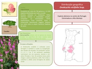 Principais utilizações:
Distribuição geográfica
Onobrychis viciifolia Scop.
Espécie alóctone no centro de Portugal,
Estremadura e Alto Alentejo
Família:
Leguminosae
Composta por cerca de 700 géneros e 14 000
espécies distribuídas por todo o mundo.
Árvores, arbustos ou herbáceas; folhas
alternas, inteiras e estipuladas, simples,
compostas ou recompostas. Flores
papilionáceas, fruto comprido, linear e
comprimido lateralmente (vagem). Nódulos
nas raízes onde se alojam bactérias fixadoras
de azoto
Tipo fisionómico:
Hemicriptófito, planta com as gemas de renovo
situadas na superfície do solo, muitas vezes
envolvidas por folhas em forma de roseta
A Onobrychis viciifolia é cultivada como
forragem e também é usado na revegetação
dos taludes de estradas. As produções variam
3 a 6 t / ha. É de excelente qualidade
nutricional, rico em açúcares, taninos e em
plena floração o teor de proteína bruta pode
chegar a valores próximos a 20%. Tem vindo a
substituir a alfafa como forrageira de adubo
verde
 