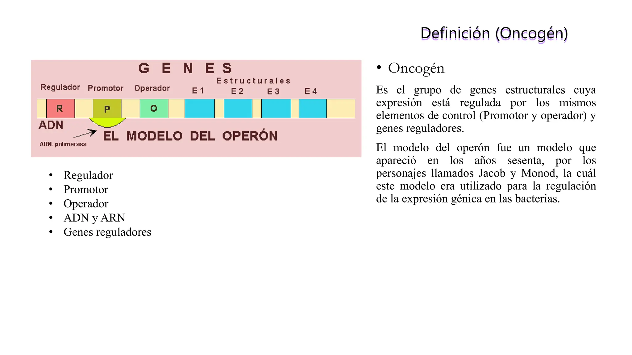 Modelo de Operón 1.pptx kikikikikikikikikikik | PPTX