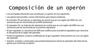 Modelo de Operón 1.pptx kikikikikikikikikikik | PPTX