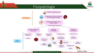 Fisiopatología
Gómez ,2016
 