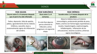 SIGNOS
• 3
FASE AGUDA FASE SUBCLÍNICA FASE CRÓNICA
Ocurre entre 2 a 4 semanas después
que el perro ha sido infectado
Dura entre 1 a 4
semanas.
Sucede entre 1 a 4 meses después de la
picadura
Fiebre, depresión, falta de apetito,
jadeos, agrandamiento de los nódulos
linfáticos, vasculitis, bazo y
ocasionalmente signos de inflamación
del cerebro.
En esta fase algunos
perros eliminan la
infección y otros
progresan a la siguiente
etapa.
Ataca la médula ósea y el sistema
inmunológico, produciendo pérdida de peso,
fiebre, anemia con hemorragias espontáneas y
nasales, hepatomegalia, esplenomegalia,
linfadenopatía, inflamación de las
articulaciones, lesiones oculares y diversos
signos neurológicos.
 