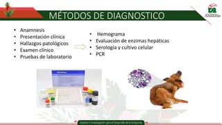 MÉTODOS DE DIAGNOSTICO
• Anamnesis
• Presentación clínica
• Hallazgos patológicos
• Examen clínico
• Pruebas de laboratorio
• Hemograma
• Evaluación de enzimas hepáticas
• Serología y cultivo celular
• PCR
 