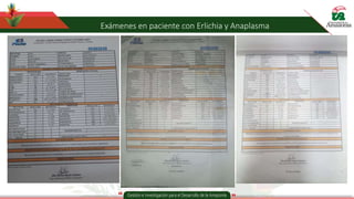 Exámenes en paciente con Erlichia y Anaplasma
 