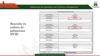 Exámenes en paciente con Erlichia y Anaplasma
Reacción en
cadena de
polimerasa
(PCR)
 