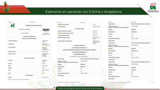 Exámenes en paciente con Erlichia y Anaplasma
 