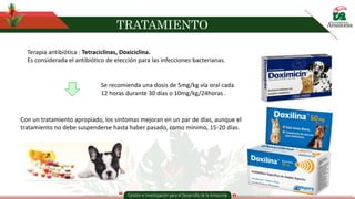 TRATAMIENTO
Terapia antibiótica : Tetraciclinas, Doxiciclina.
Es considerada el antibiótico de elección para las infecciones bacterianas.
Con un tratamiento apropiado, los síntomas mejoran en un par de días, aunque el
tratamiento no debe suspenderse hasta haber pasado, como mínimo, 15-20 días.
Se recomienda una dosis de 5mg/kg vía oral cada
12 horas durante 30 días o 10mg/kg/24horas .
 