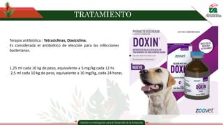 TRATAMIENTO
Terapia antibiótica : Tetraciclinas, Doxiciclina.
Es considerada el antibiótico de elección para las infecciones
bacterianas.
1,25 ml cada 10 kg de peso, equivalente a 5 mg/kg cada 12 hs
2,5 ml cada 10 kg de peso, equivalente a 10 mg/kg, cada 24 horas.
 