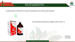 TRATAMIENTO
la oxitetraciclina se administra en solución inyectable por vía intramuscular profunda
Se recomienda una dosis de 10 mg/kg C/12h IV lenta, i.m
50mg/ml
Fco. 10ml
 