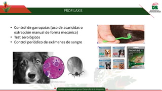 PROFILAXIS
• Control de garrapatas (uso de acaricidas o
extracción manual de forma mecánica)
• Test serológicos
• Control periódico de exámenes de sangre
 