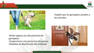 Impedir que las garrapatas accedan a
los animales:
•Evitar lugares con alta presencia de
garrapatas.
•Inspeccionar a los perros tras los paseos.
•Medidas de desinfección del ambiente.
 