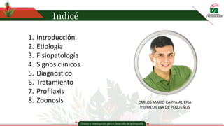 Indicé
1. Introducción.
2. Etiología
3. Fisiopatología
4. Signos clínicos
5. Diagnostico
6. Tratamiento
7. Profilaxis
8. Zoonosis CARLOS MARIO CARVAJAL EPIA
VIII MEDICINA DE PEQUEÑOS
 