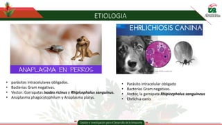 ETIOLOGIA
Anaplasma Erlichia
• Parásito intracelular obligado
• Bacterias Gram negativas.
• Vector, la garrapata Rhipicephalus sanguineus
• Ehrlichia canis
• parásitos intracelulares obligados.
• Bacterias Gram negativas.
• Vector: Garrapatas Ixodes ricinus y Rhipicephalus sanguinus.
• Anaplasma phagocytophilum y Anaplasma platys.
 