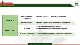 ERLICHIA
E.Canis-Ehrlichia
chaffeensis
Ehrlichia monocitica (monocitos y linfocitos)
Ehrlichia ewingii Ehrlichia granulocítica (neutrófilos y eosinófilos)
ANAPLASMA
A. platys
Anaplasmosis trombocítica que causa
trombocitopenia cíclica infecciosa (plaquetas)
A. phagocytophilum Anaplasmosis granulocítica canina (glóbulos blancos)
 