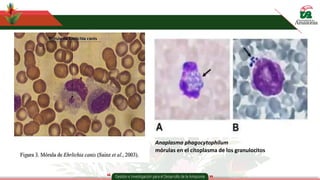 Anaplasma phagocytophilum
mórulas en el citoplasma de los granulocitos
 