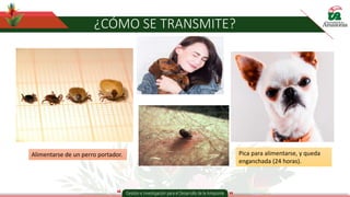 ¿CÓMO SE TRANSMITE?
Pica para alimentarse, y queda
enganchada (24 horas).
Alimentarse de un perro portador.
 
