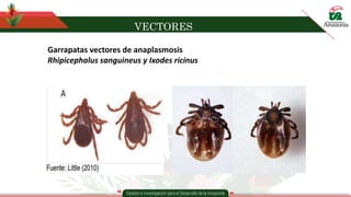 VECTORES
Garrapatas vectores de anaplasmosis
Rhipicephalus sanguineus y Ixodes ricinus
 