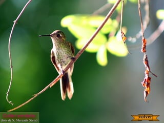 Colibrí ermitaño
(foto de N. Mercado Nieto)(foto de N. Mercado Nieto)
volvervolver
 