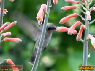 Colibrí ermitaño
(foto de N. Mercado Nieto)(foto de N. Mercado Nieto)
volvervolver
 