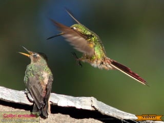 Colibrí ermitaño
(foto de N. Mercado Nieto)(foto de N. Mercado Nieto)
volvervolver
 