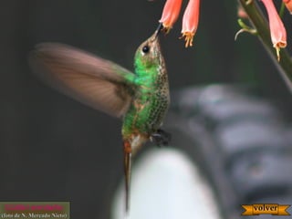 Colibrí ermitaño
(foto de N. Mercado Nieto)(foto de N. Mercado Nieto)
volvervolver
 