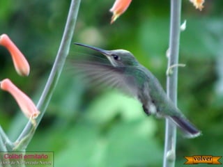 Colibrí ermitaño
(foto de N. Mercado Nieto)(foto de N. Mercado Nieto)
volvervolver
 