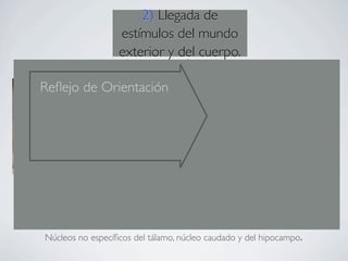 2) Llegada de
                  estímulos del mundo
                  exterior y del cuerpo.

Reﬂejo de Orientación




                    Reflejo de Orientación


Núcleos no especíﬁcos del tálamo, núcleo caudado y del hipocampo.
 