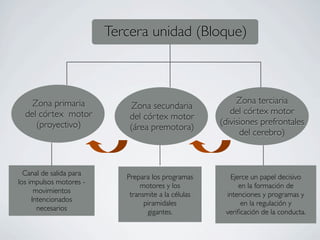 Tercera unidad (Bloque)



    Zona primaria                                          Zona terciaria
                              Zona secundaria
  del córtex motor                                       del córtex motor
                             del córtex motor
     (proyectivo)                                     (divisiones prefrontales
                             (área premotora)
                                                            del cerebro)



  Canal de salida para      Prepara los programas       Ejerce un papel decisivo
los impulsos motores -           motores y los             en la formación de
      movimientos            transmite a la células    intenciones y programas y
     Intencionados                piramidales               en la regulación y
       necesarios                  gigantes.           veriﬁcación de la conducta.
 