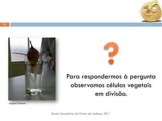 11

Para respondermos à pergunta
observamos células vegetais
em divisão.
Imagem In Internet

Escola Secundária da Póvoa de Lanhoso, 2011

 