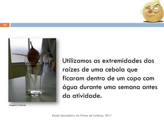 12

Utilizamos as extremidades das
raízes de uma cebola que
ficaram dentro de um copo com
água durante uma semana antes
da atividade.
Imagem In Internet

Escola Secundária da Póvoa de Lanhoso, 2011

 