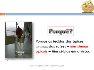 13

Porque os tecidos dos ápices
(extremidades) das raízes – meristemas
apicais – têm células em divisão.
Imagem In Internet

Escola Secundária da Póvoa de Lanhoso, 2011

 