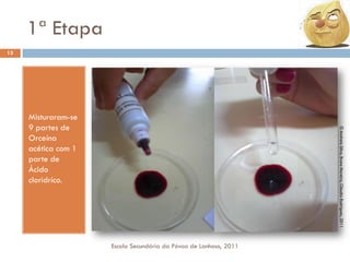 1ª Etapa
15

© Andreia Silva, Bruno Moreira, Cláudia Rodrigues, 2011

Misturaram-se
9 partes de
Orceína
acética com 1
parte de
Ácido
cloridríco.

Escola Secundária da Póvoa de Lanhoso, 2011

 