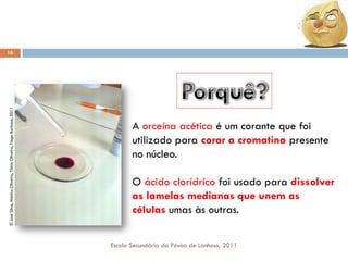 © José Silva, Mónica Oliveira, Tânia Oliveira, Tiago Barbosa, 2011

16

A orceína acética é um corante que foi
utilizado para corar a cromatina presente
no núcleo.
O ácido clorídrico foi usado para dissolver
as lamelas medianas que unem as
células umas às outras.
Escola Secundária da Póvoa de Lanhoso, 2011

 