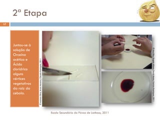 2ª Etapa
17

© Andreia Silva, Bruno Moreira, Cláudia Rodrigues, 2011

© Ana Rita, Ângela Afonso, David Matos, Patrícia Rodrigues, 2011

Juntou-se à
solução de
Orceína
acética e
Ácido
clorídrico
alguns
vértices
vegetativos
da raiz da
cebola.

Escola Secundária da Póvoa de Lanhoso, 2011

 