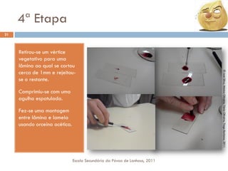 4ª Etapa
21

Comprimiu-se com uma
agulha espatulada.
Fez-se uma montagem
entre lâmina e lamela
usando orceína acética.

Escola Secundária da Póvoa de Lanhoso, 2011

© José Silva, Mónica Oliveira, Tânia Oliveira, Tiago Barbosa, 2011

Retirou-se um vértice
vegetativo para uma
lâmina ao qual se cortou
cerca de 1mm e rejeitouse o restante.

 