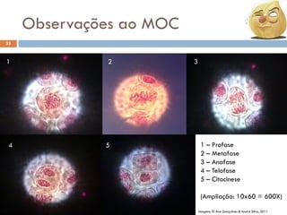 Observações ao MOC
25

1

4

2

5

3

1 – Profase
2 – Metafase
3 – Anafase
4 – Telofase
5 – Citocinese
(Ampliação: 10x60 = 600X)
Imagens: © Ana Gonçalves & André Silva, 2011

 