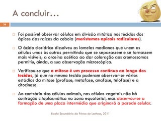 A concluir…
26









Foi possível observar células em divisão mitótica nos tecidos dos
ápices das raízes da cebola (meristemas apicais radiculares).
O ácido clorídrico dissolveu as lamelas medianas que unem as
células umas às outras permitindo que se separassem e se tornassem
mais visíveis; a orceína acética ao dar coloração aos cromossomas
permitiu, ainda, a sua observação microscópica.
Verificou-se que a mitose é um processo contínuo ao longo dos
tecidos, já que no mesmo tecido puderam observar-se vários
estádios da mitose (profase, metafase, anafase, telofase) e a
citocinese.

Ao contrário das células animais, nas células vegetais não há
contração citoplasmática na zona equatorial, mas observou-se a
formação de uma placa intermédia que originará a parede celular.
Escola Secundária da Póvoa de Lanhoso, 2011

 