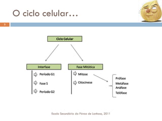 O ciclo celular…
3

Escola Secundária da Póvoa de Lanhoso, 2011

 