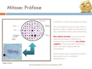 Mitose: Prófase
A prófase é a fase mais longa da mitose.
Os cromossomas tornam-se mais curtos e
grossos; cada um deles é constituído por
dois cromatídios unidos pelo centrómero;
Nas células animais, os dois pares de
centríolos começam a afastar-se e
formam o fuso acromático; nas células
vegetais o fuso acromático forma-se a
partir do centro organizador de
microtúbulos.

No fim desta fase, a membrana nuclear
desorganiza-se e os nucléolos
desaparecem.
Imagem In Internet

Escola Secundária da Póvoa de Lanhoso, 2011

 