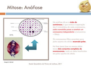 Mitose: Anáfase
Na anáfase dá-se a cisão do
centrómero, o que conduz à separação
dos 2 cromatídios de cada cromossoma;
cada cromatídio passa a constituir um
cromossoma independente (cromossomas
– filhos).
Os cromossomas-filhos ascendem para
polos opostos da célula: ascensão polar.
No final desta fase na mesma célula
temos dois conjuntos completos de
cromossomas, cada um deles localizados
em polos opostos da célula.

Imagem In Internet

Escola Secundária da Póvoa de Lanhoso, 2011

 