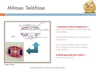 Mitose: Telófase

A membrana nuclear reorganiza-se à
volta dos cromossomas de cada uma das
células-filhas.
O fuso mitótico desfaz-se e os nucléolos
reaparecem.
Os cromossomas ficam cada vez mais
finos e longos, ficando assim também
menos visíveis.

A célula apresenta dois núcleos e a
mitose está concluída .
Imagem In Internet

Escola Secundária da Póvoa de Lanhoso, 2011

 