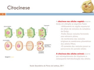 Citocinese
8

A citocinese nas células vegetais ocorre
tendo em atenção as seguintes fases:
-Alinhamento na região equatorial
da célula de vesículas do complexo
de Golgi;
-Fusão dessas vesículas formando
uma estrutura plana;
-As membranas das vesículas
originam as membranas plasmáticas
das células-filhas;
-O conteúdo das vesículas possui os
percursores da parede celular.

Imagem In >>>>

A citocinese das células animais ocorre
por estrangulamento do citoplasma e
consequente individualização das células.
Escola Secundária da Póvoa de Lanhoso, 2011

 