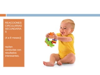 REACCIONES
CIRCULARIAS
SECUNDARIA
S
(4 a 8 meses)]
repiten
conductas con
resultados
interesantes.
 