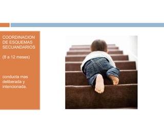 COORDINACION
DE ESQUEMAS
SECUANDARIOS
(8 a 12 meses)
conducta mas
deliberada y
intencionada.
 