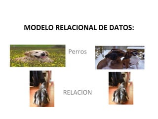 MODELO RELACIONAL DE DATOS: Perros RELACION 