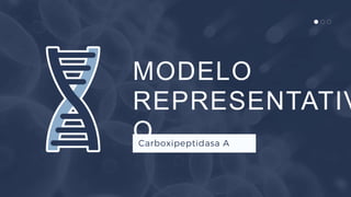 MODELO
REPRESENTATIV
OCarboxipeptidasa A
 