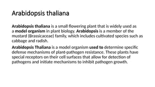 Arabidopsis thaliana
Arabidopsis thaliana is a small flowering plant that is widely used as
a model organism in plant biology. Arabidopsis is a member of the
mustard (Brassicaceae) family, which includes cultivated species such as
cabbage and radish.
Arabidopsis Thaliana is a model organism used to determine specific
defense mechanisms of plant-pathogen resistance. These plants have
special receptors on their cell surfaces that allow for detection of
pathogens and initiate mechanisms to inhibit pathogen growth.
 