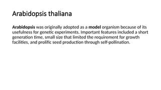 Arabidopsis thaliana
Arabidopsis was originally adopted as a model organism because of its
usefulness for genetic experiments. Important features included a short
generation time, small size that limited the requirement for growth
facilities, and prolific seed production through self-pollination.
 