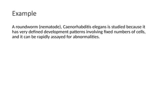 Example
A roundworm (nematode), Caenorhabditis elegans is studied because it
has very defined development patterns involving fixed numbers of cells,
and it can be rapidly assayed for abnormalities.
 