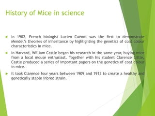History of Mice in science
 In 1902, French biologist Lucien Cuénot was the first to demonstrate
Mendel’s theories of inheritance by highlighting the genetics of coat colour
characteristics in mice.
 In Harvard, William Castle began his research in the same year, buying mice
from a local mouse enthusiast. Together with his student Clarence Little,
Castle produced a series of important papers on the genetics of coat colour
in mice.
 It took Clarence four years between 1909 and 1913 to create a healthy and
genetically stable inbred strain.
 